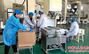【跑好“第一棒”力促“开门红”】西峰区：南瓜籽仁“跨洋出海”生产一线热潮涌动