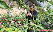 西峰区：大棚樱桃抢“鲜”上市 “甜蜜产业”助农增收