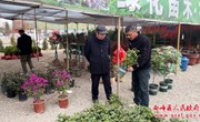 西峰区：苗木市场春意浓 “绿色消费”正升温