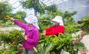 西峰区：樱桃园里疏果忙 精细管护助增收