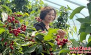 【春“峰”浩荡满目新】显胜乡：樱桃产业带“红”致富路