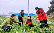 西峰区农技人员踏雪“支招”保生产